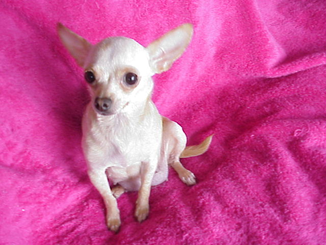 Long Hair Teacup Chihuahuas for Sale in Ontario, Canada ...