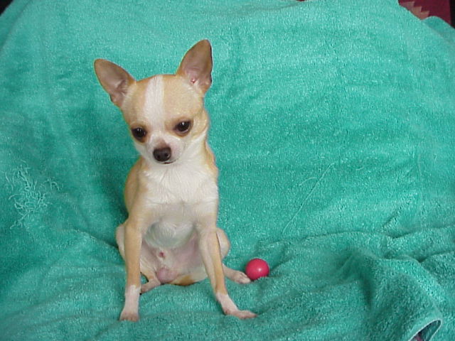 chihuahua puppies for sale ta chihuahua puppy www pixshark images galleries with a bite chihuahua puppies for sale ta chihuahua puppy www pixshark images galleries with a bite