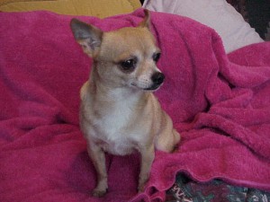 Long Hair Teacup Chihuahuas for Sale in Ontario, Canada ...