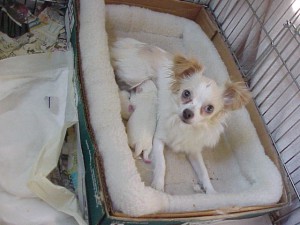 femalechihuahuas_16_4121619102