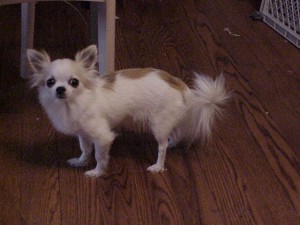 femalechihuahuas_17_1056323899