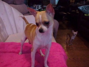 femalechihuahuas_30_1161472639