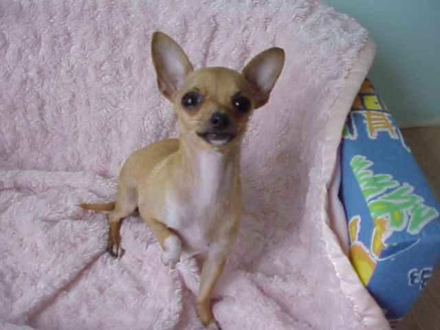 Licensed Chihuahua Breeder in Ontario, CA - Female Chihuahuas | Sunsets