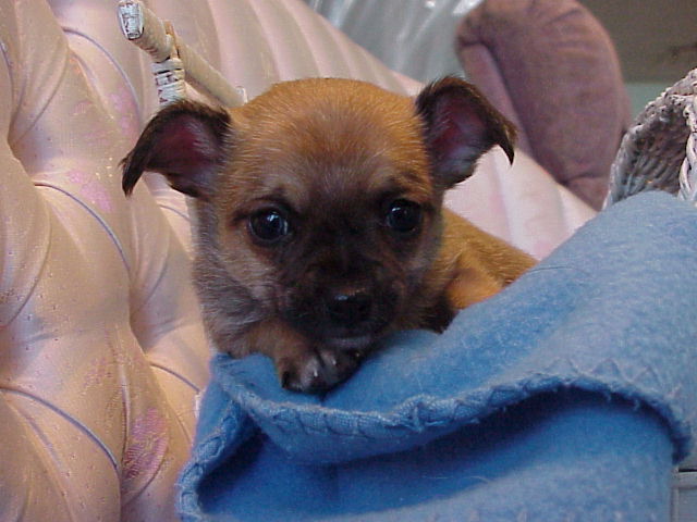 puppies for sale in tri cities tn tri color teacup chihuahua 10 of 20 breeds picture puppies for sale in tri cities tn tri color teacup chihuahua 10 of 20 breeds picture