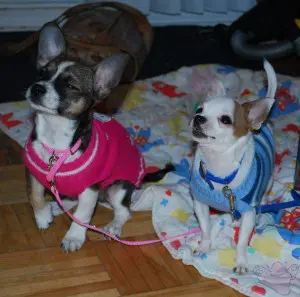 Two small chihuahua from Sunset Chihuahua in a pink and blue sweater