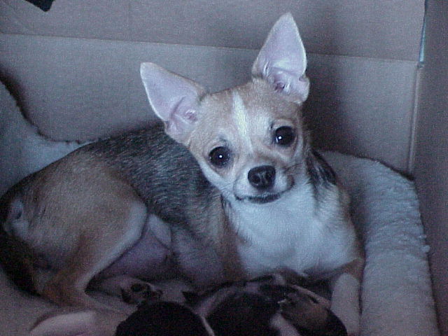 Long Hair Teacup Chihuahuas for Sale in Ottawa, Ontario
