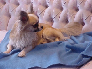 Teacup Chihuahua Puppies For Sale In Ontario Canada Sunsets