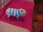 Small chihuahua from Sunset Chihuahua's wearing a blue and white fuzzy sock to stay warm