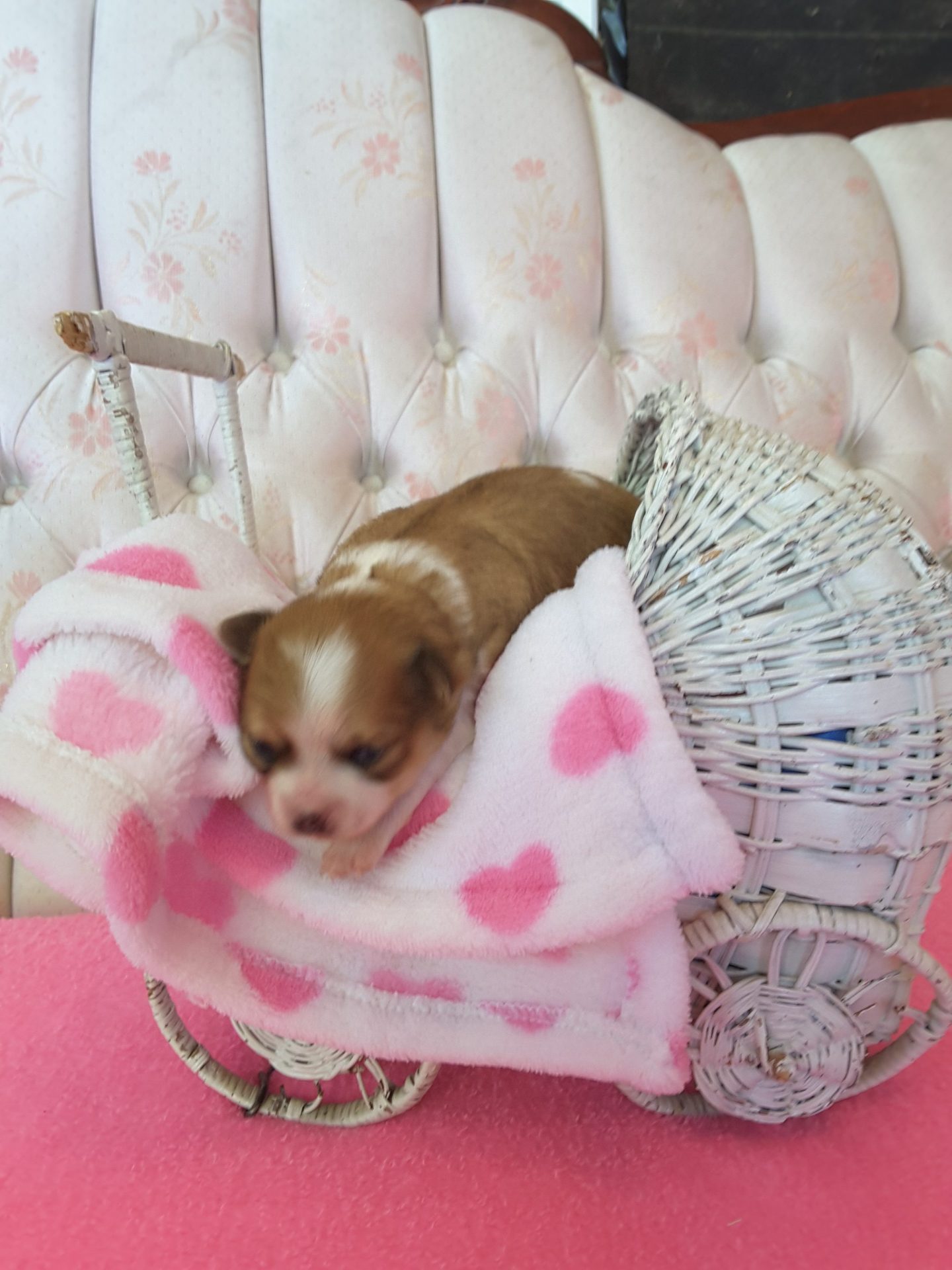 Long Hair Teacup Chihuahua Puppies for Sale in Ottawa, Canada Sunsets