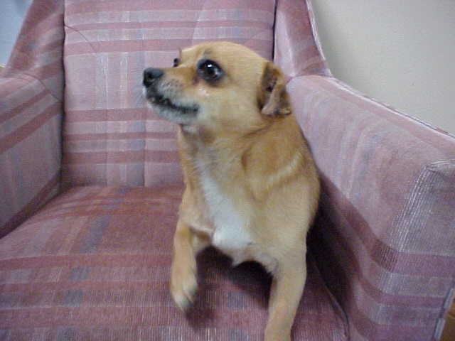 teacup chihuahua cost