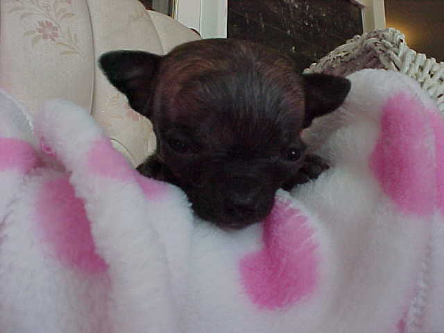 Long Hair Teacup Chihuahua Puppies for Sale in Ottawa