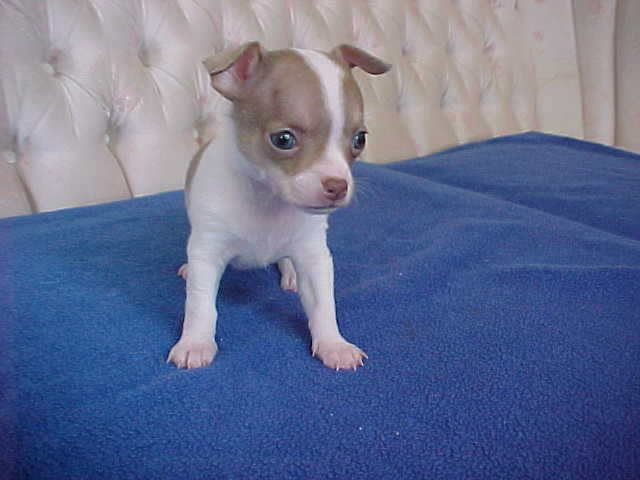 Long Hair Teacup Chihuahua Puppies for Sale in Ottawa