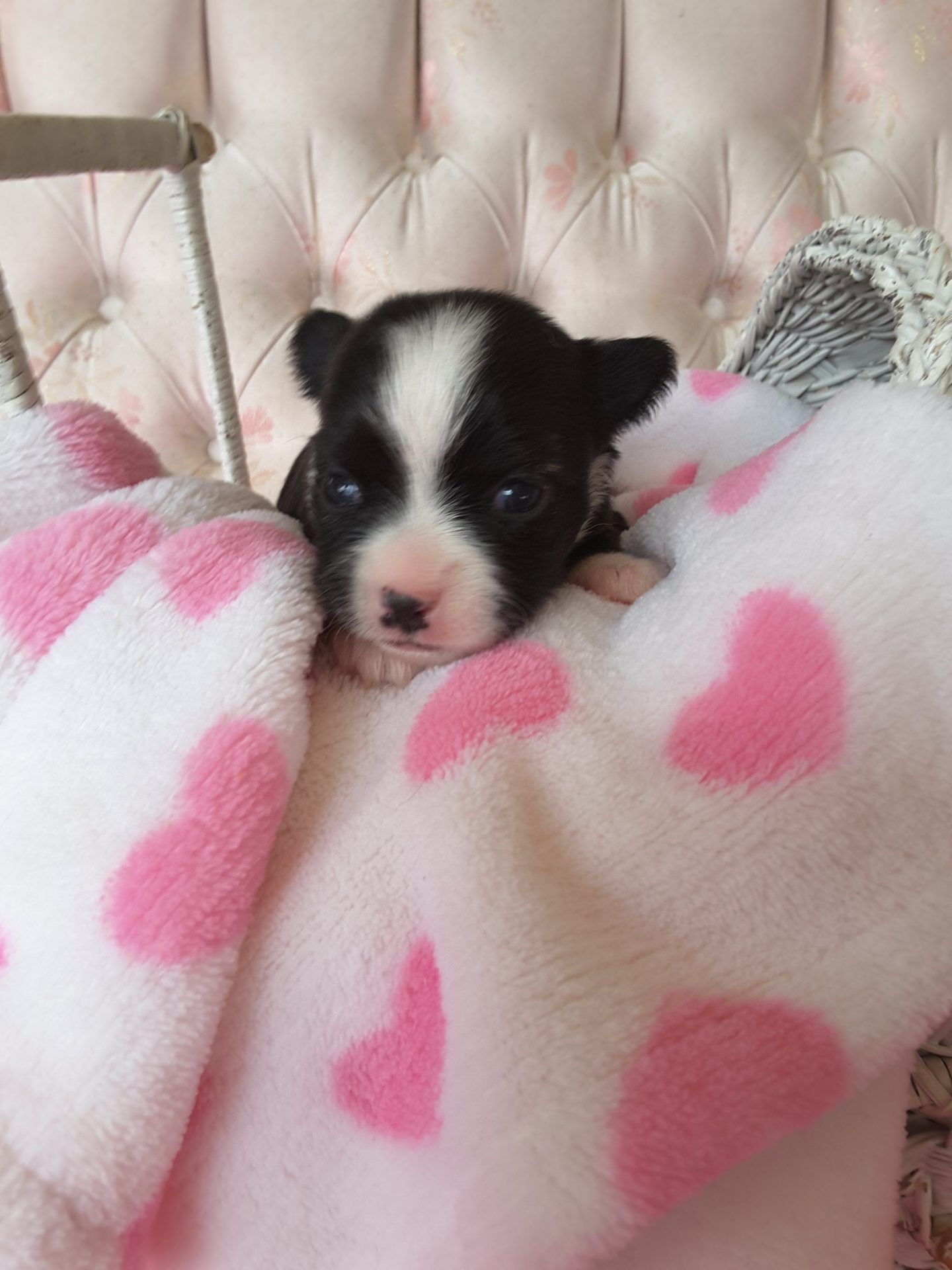 Long Hair Teacup Chihuahua Puppies for Sale in Ottawa