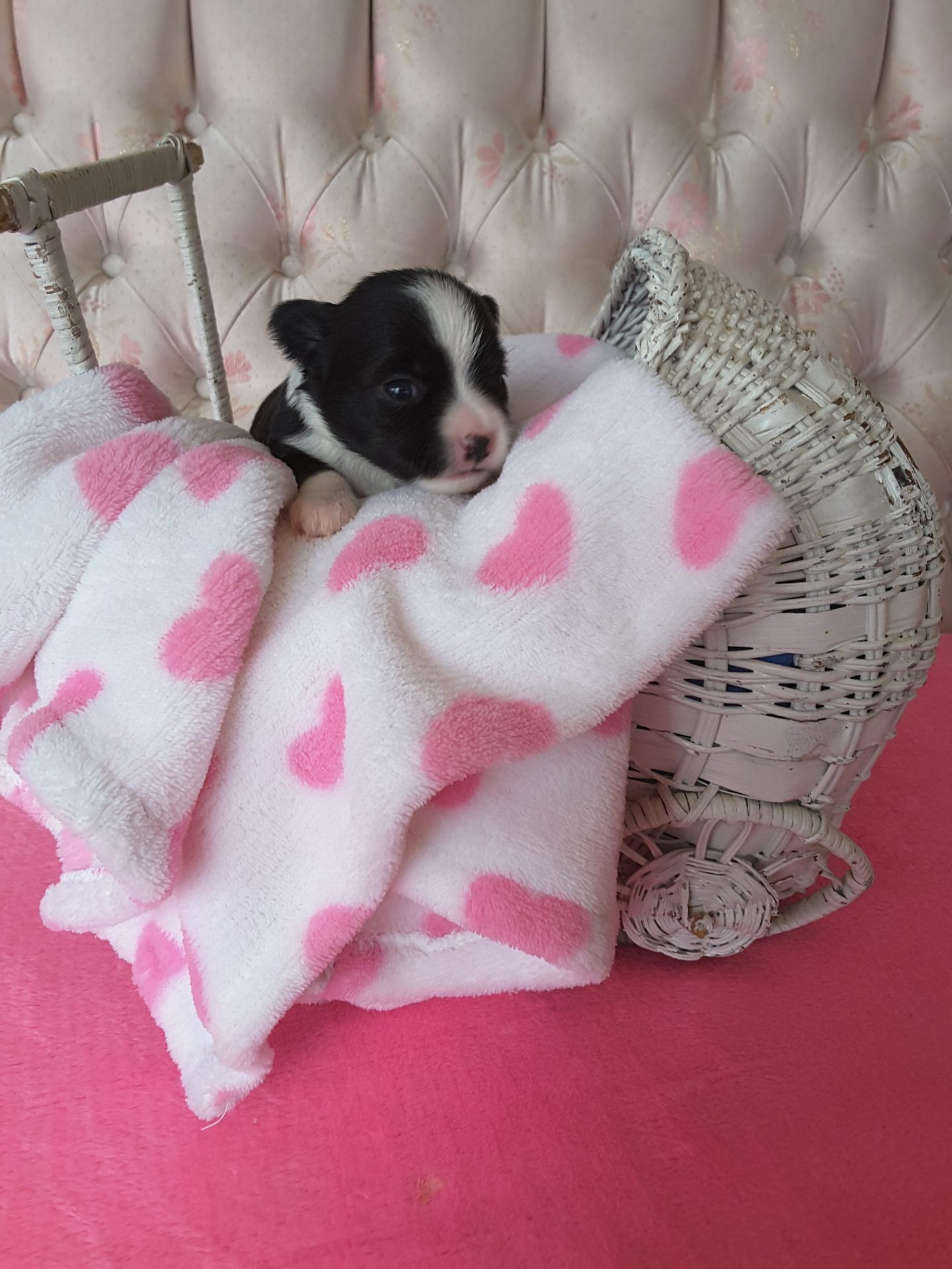 Long Hair Teacup Chihuahua Puppies for Sale in Ottawa