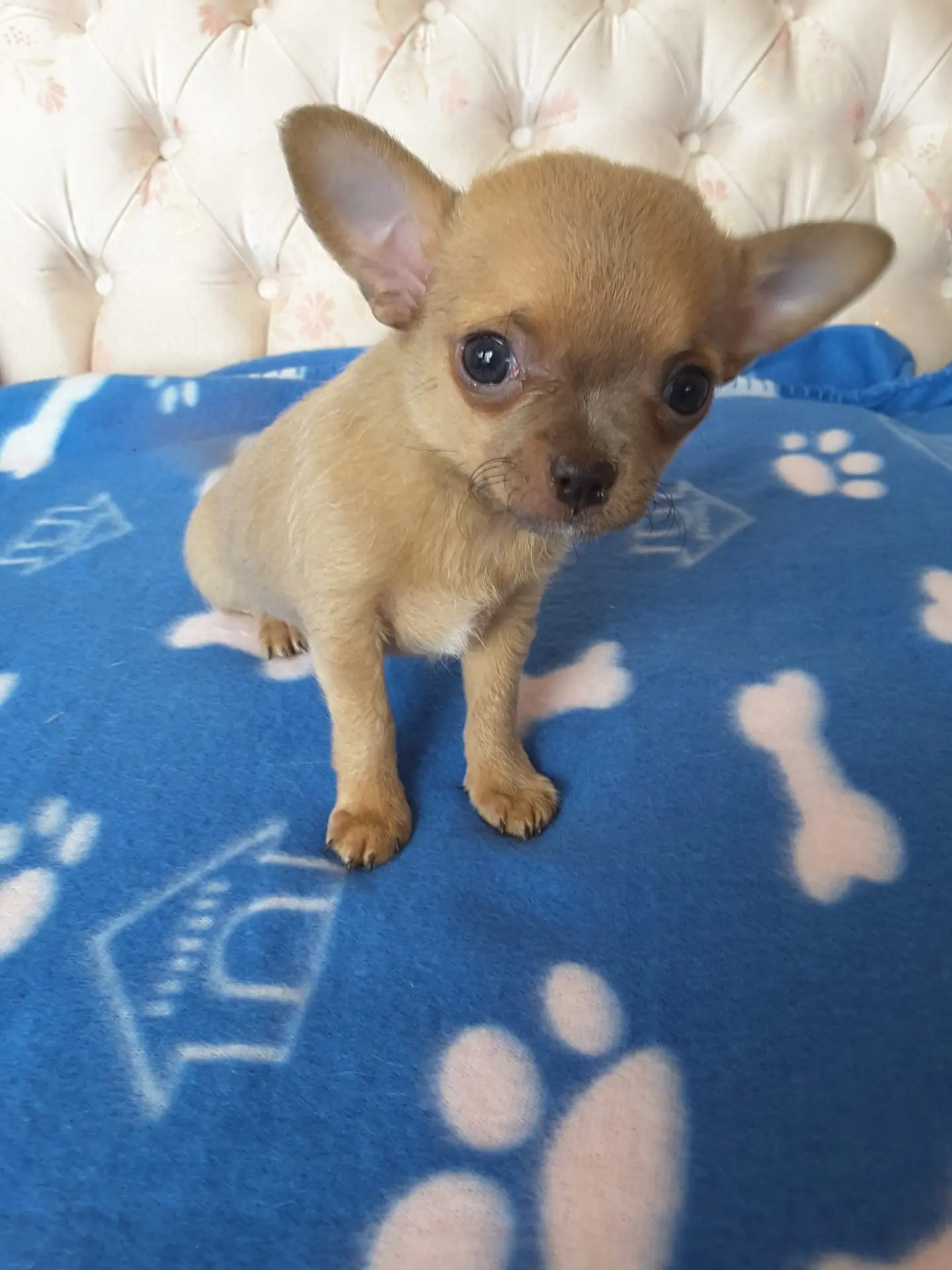 Chocolate teacup chihuahua for sale hot sale