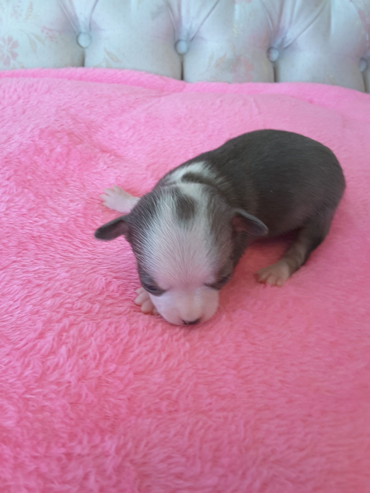 Long Hair Teacup Chihuahua Puppies for Sale in Ottawa