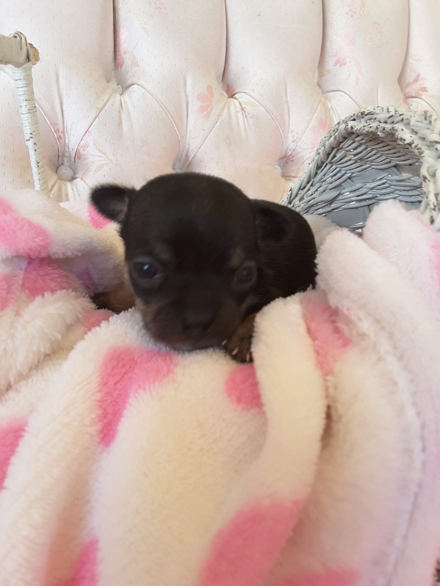 Long Hair Teacup Chihuahua Puppies for Sale in Ottawa