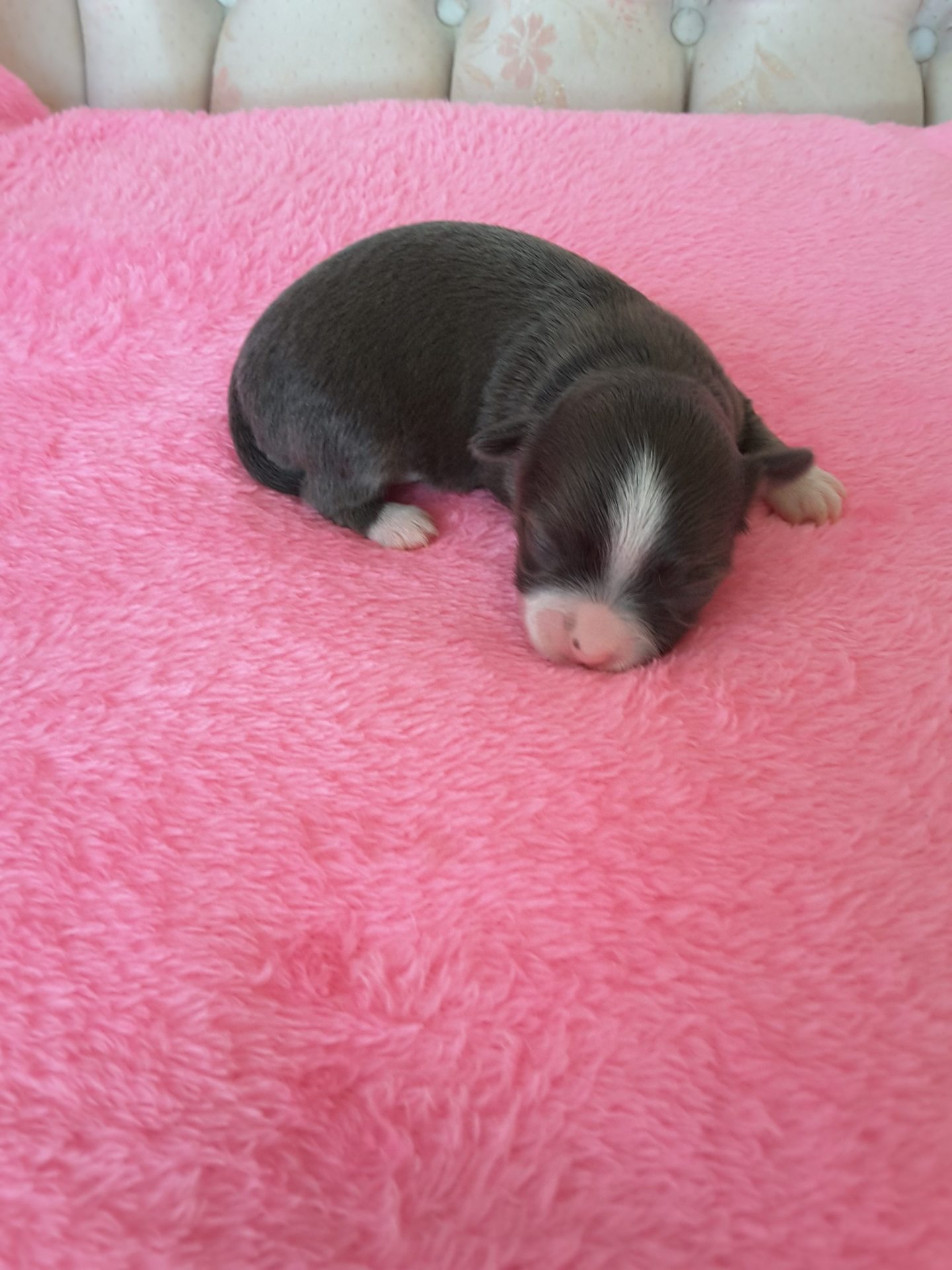 Long Hair Teacup Chihuahua Puppies for Sale in Ottawa