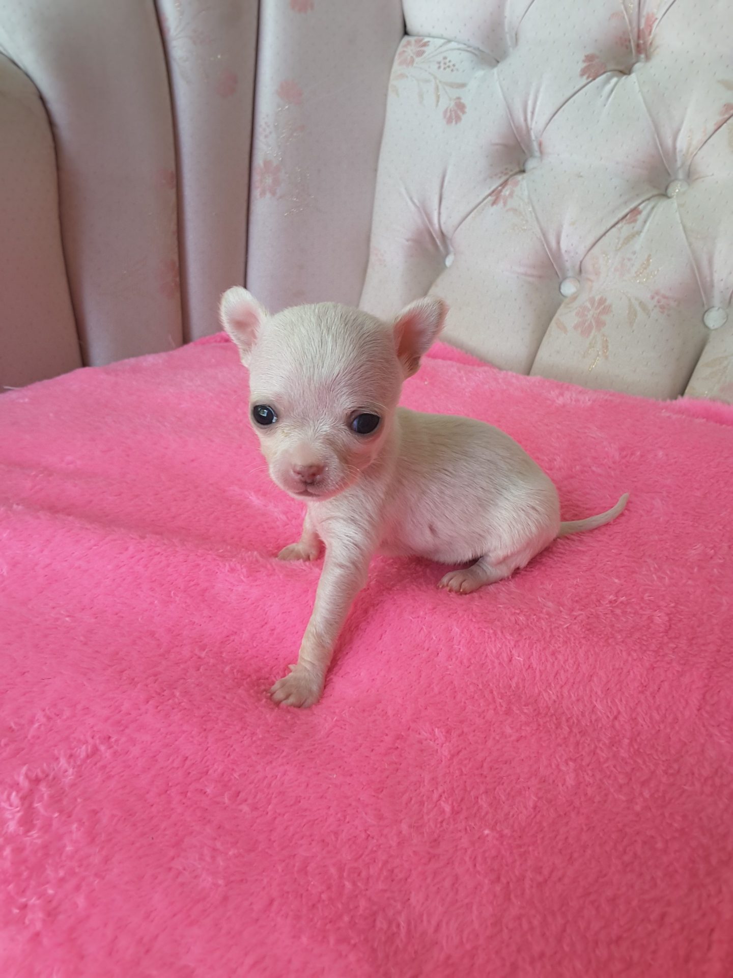 Long Hair Teacup Chihuahua Puppies for Sale in Ottawa