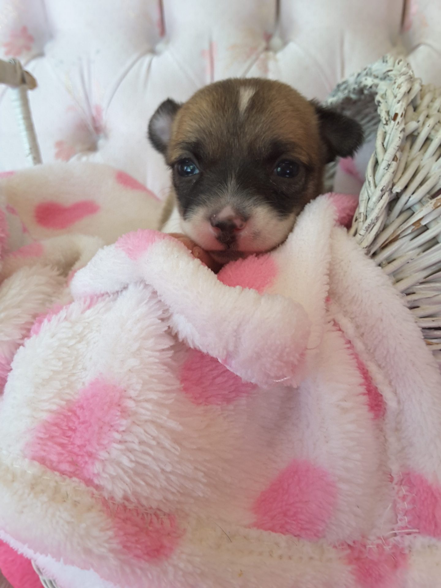 Long Hair Teacup Chihuahua Puppies for Sale in Ottawa