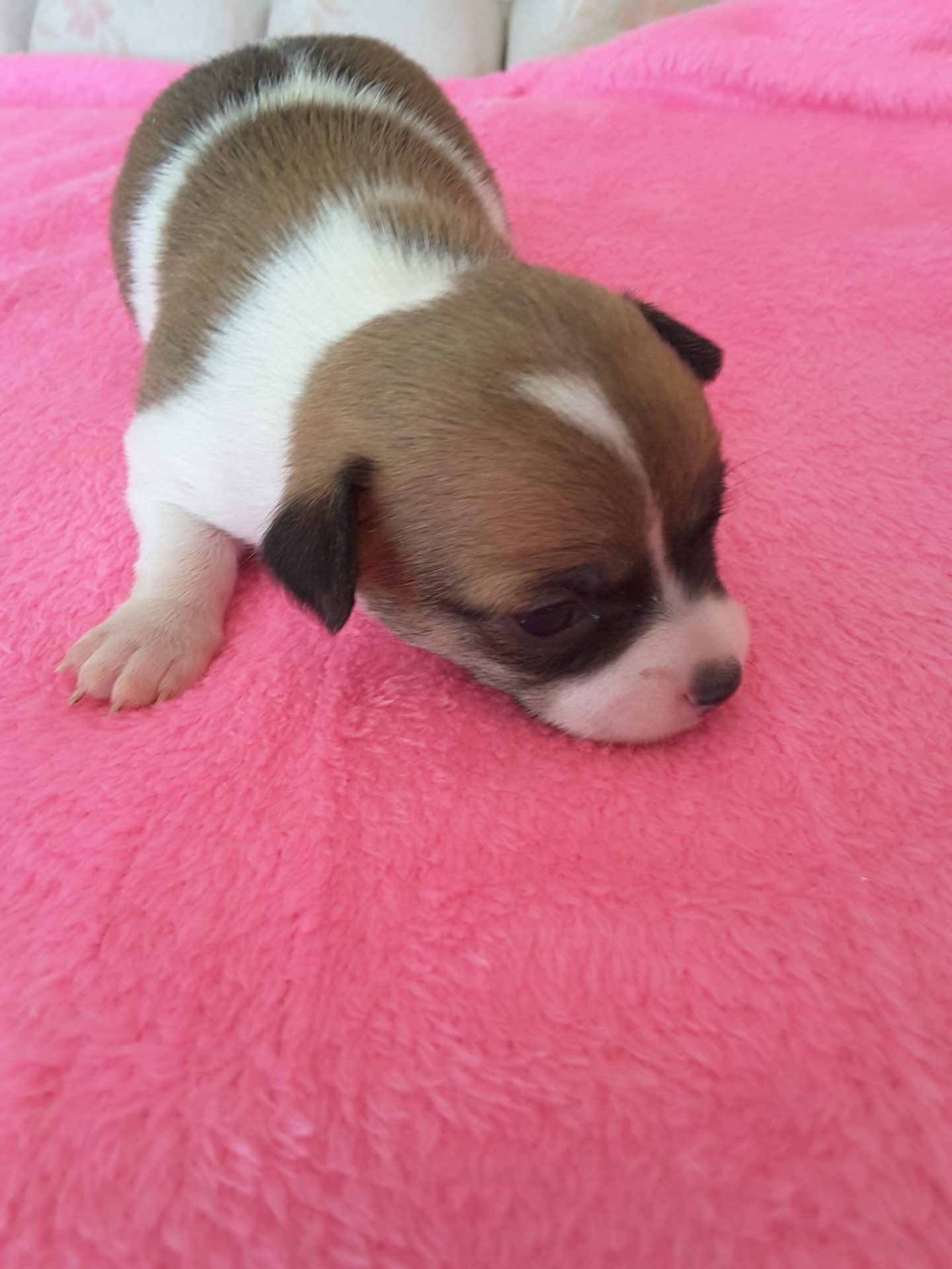 Long Hair Teacup Chihuahua Puppies for Sale in Ottawa