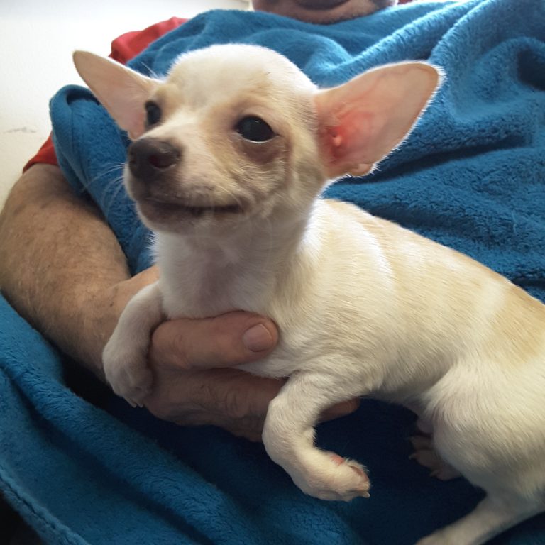 Teacup Chihuahua Puppies For Sale in Ontario, Canada Sunsets Chihuahuas
