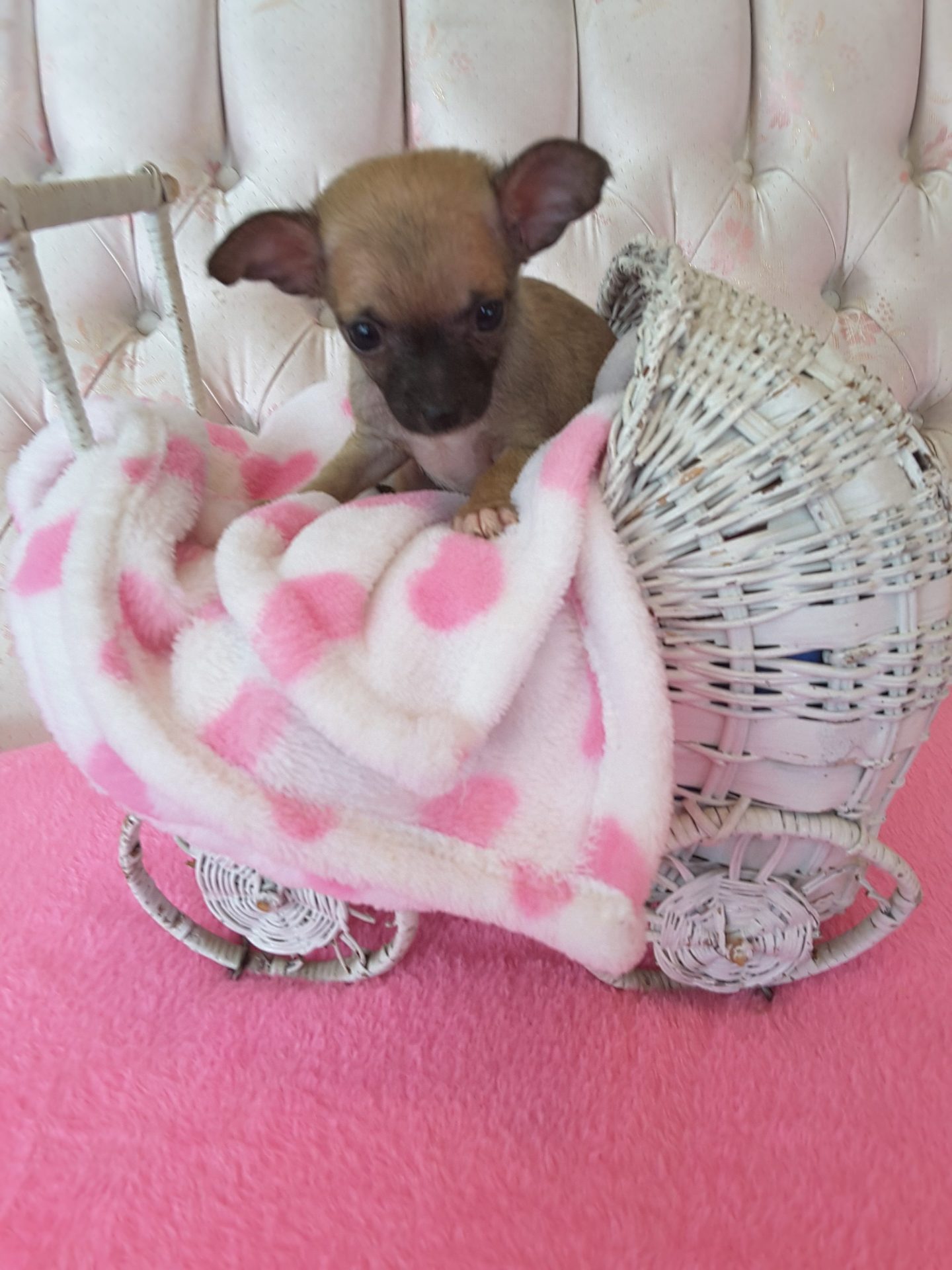 Long Hair Teacup Chihuahua Puppies for Sale in Ottawa
