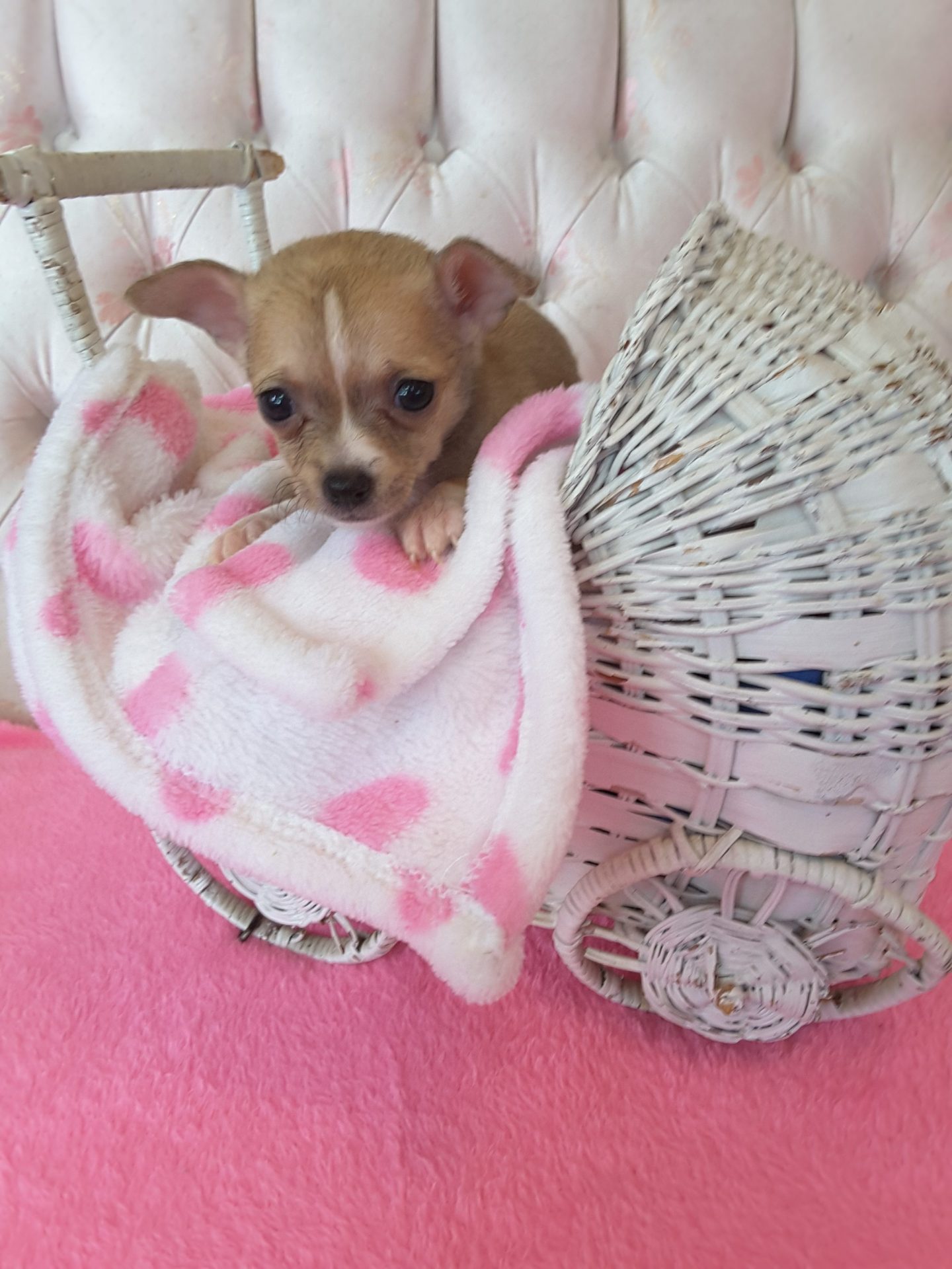 Long Hair Teacup Chihuahua Puppies for Sale in Ottawa, Canada Sunsets