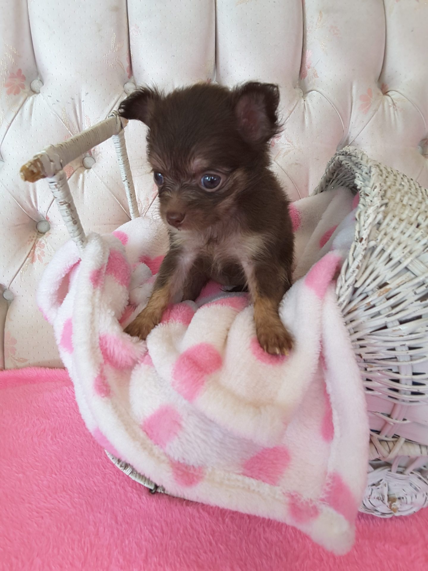 Long Hair Teacup Chihuahua Puppies for Sale in Ottawa