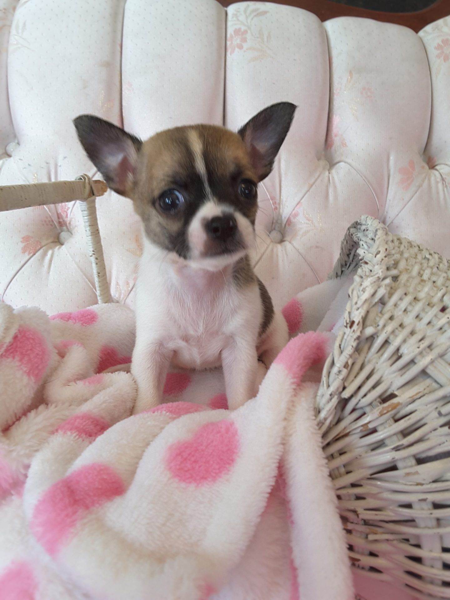 Long Hair Teacup Chihuahua Puppies for Sale in Ottawa, Canada Sunsets