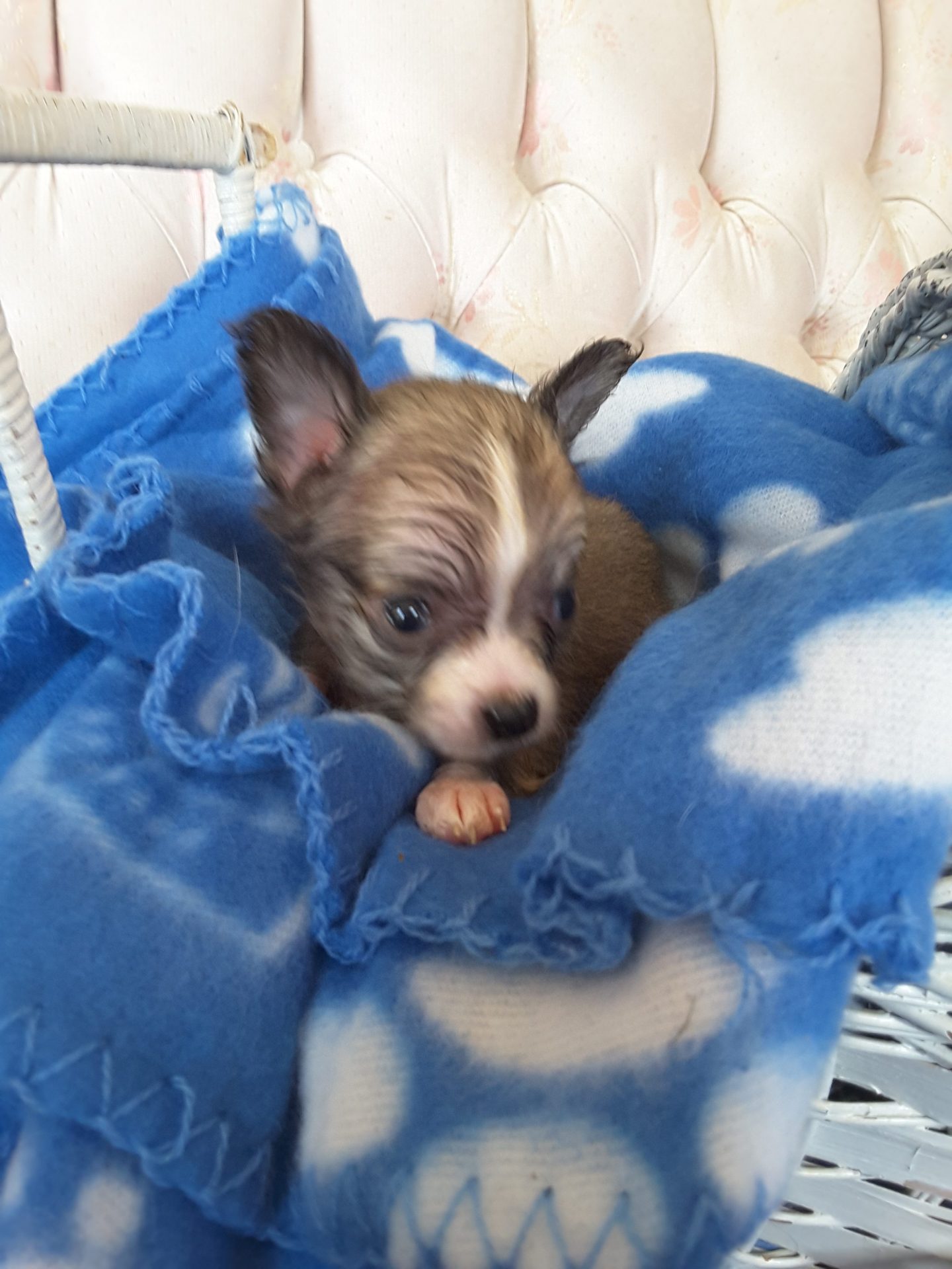 Long Hair Teacup Chihuahua Puppies for Sale in Ottawa