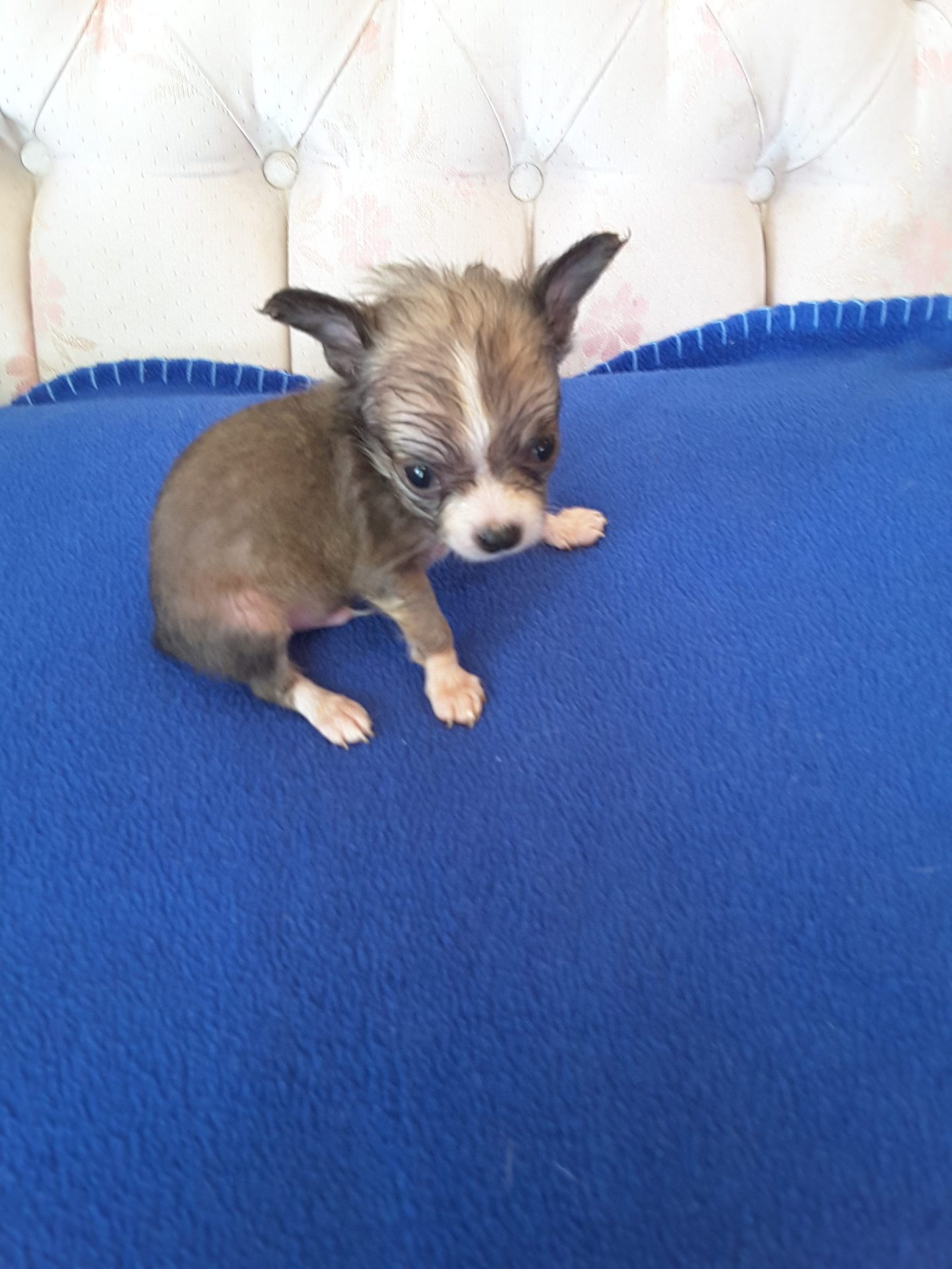 Long Hair Teacup Chihuahua Puppies for Sale in Ottawa