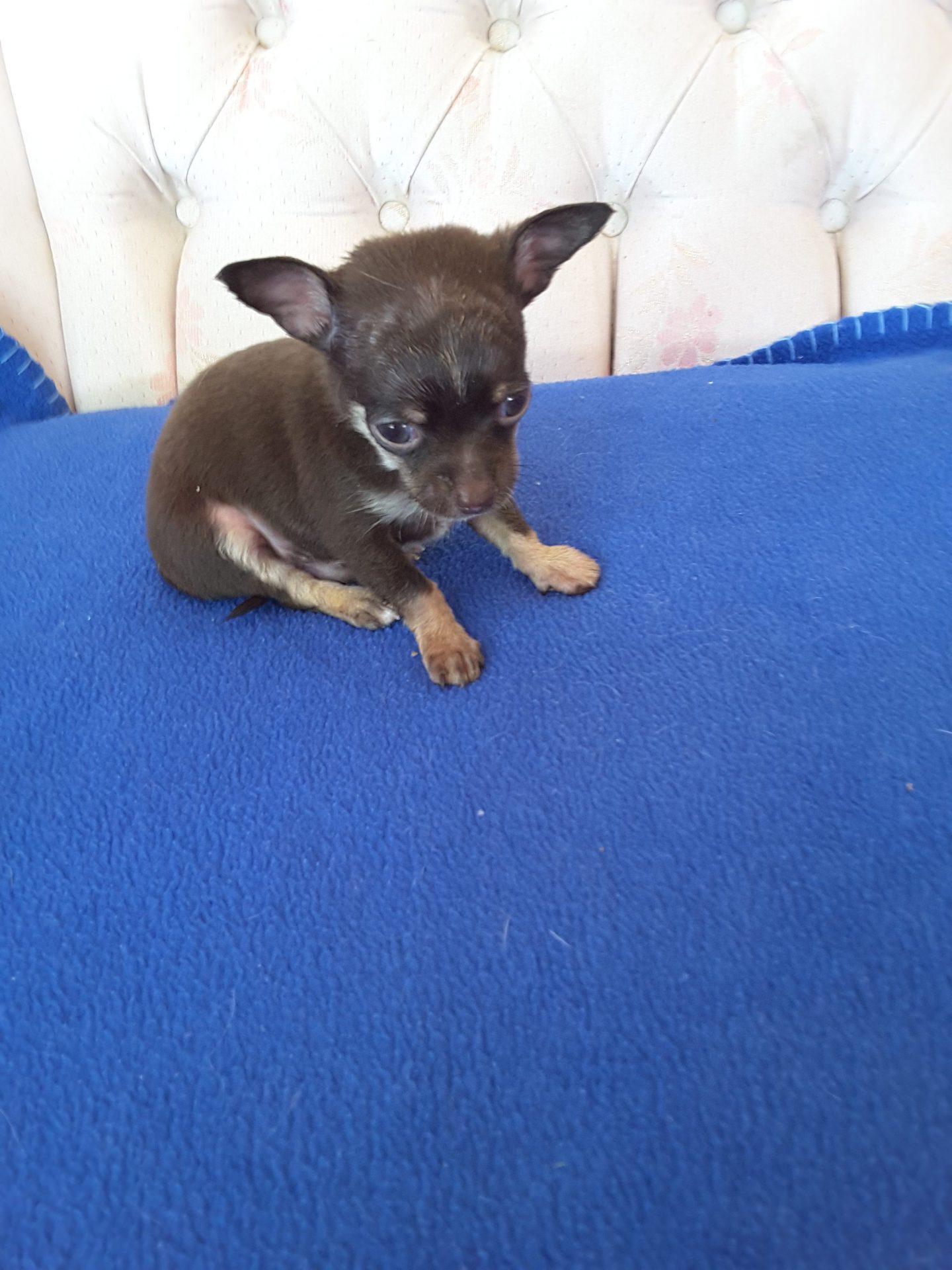 Long Hair Teacup Chihuahua Puppies for Sale in Ottawa