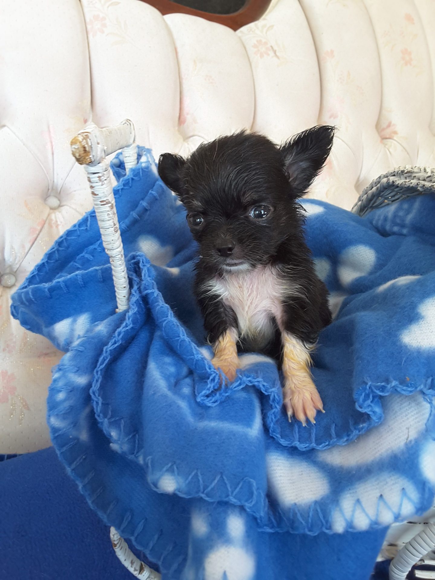 Long Hair Teacup Chihuahua Puppies for Sale in Ottawa