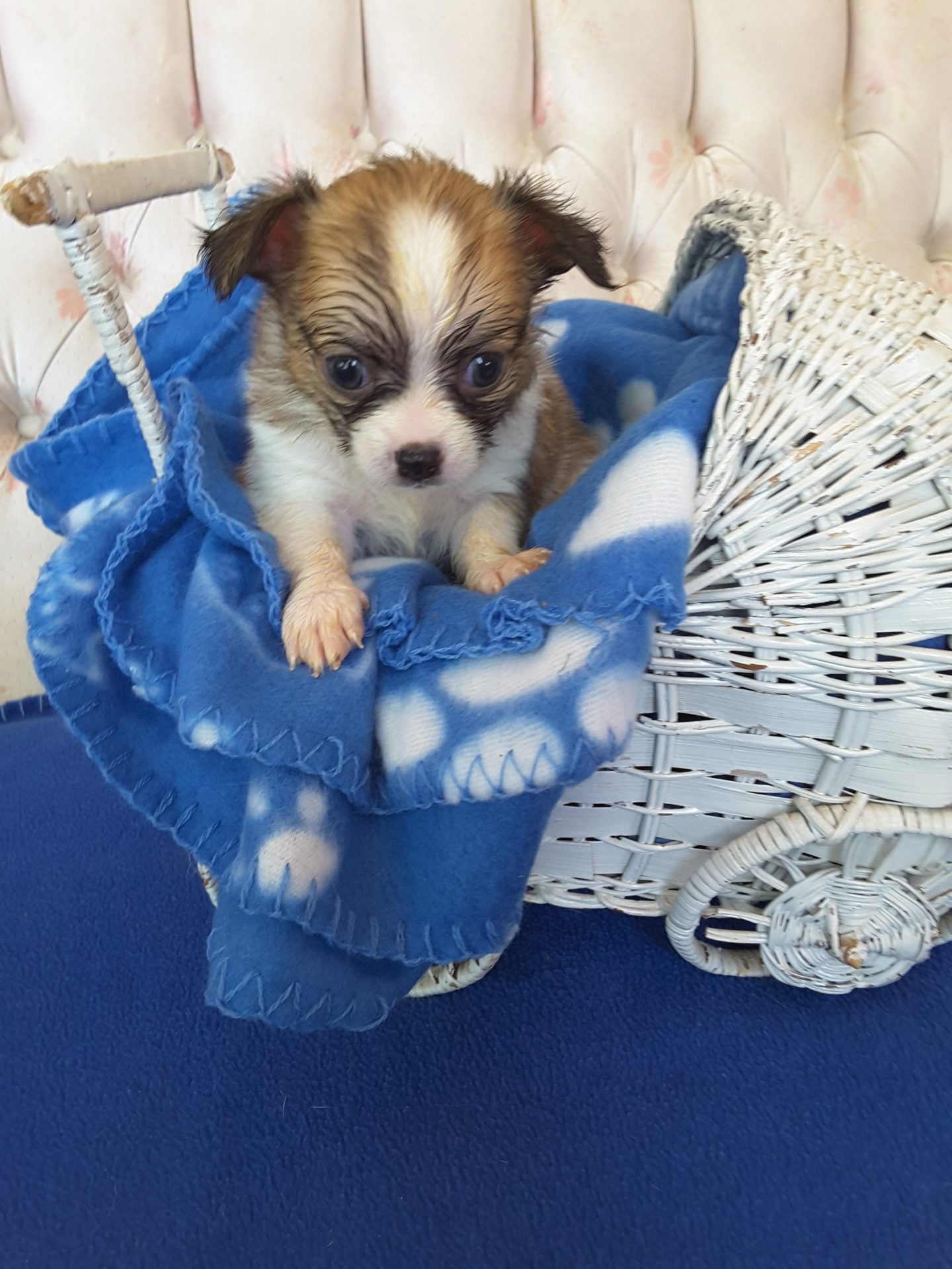 Long Hair Teacup Chihuahua Puppies for Sale in Ottawa