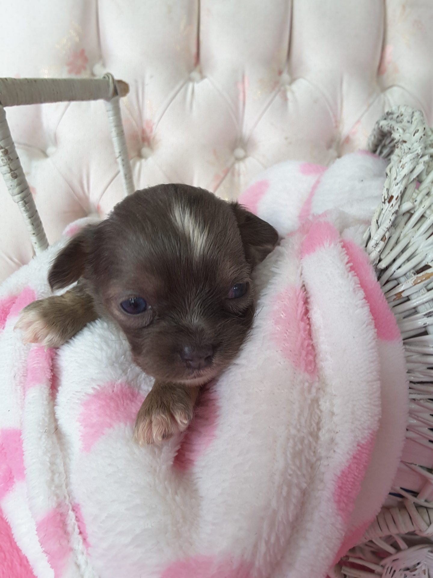 Long Hair Teacup Chihuahua Puppies for Sale in Ottawa