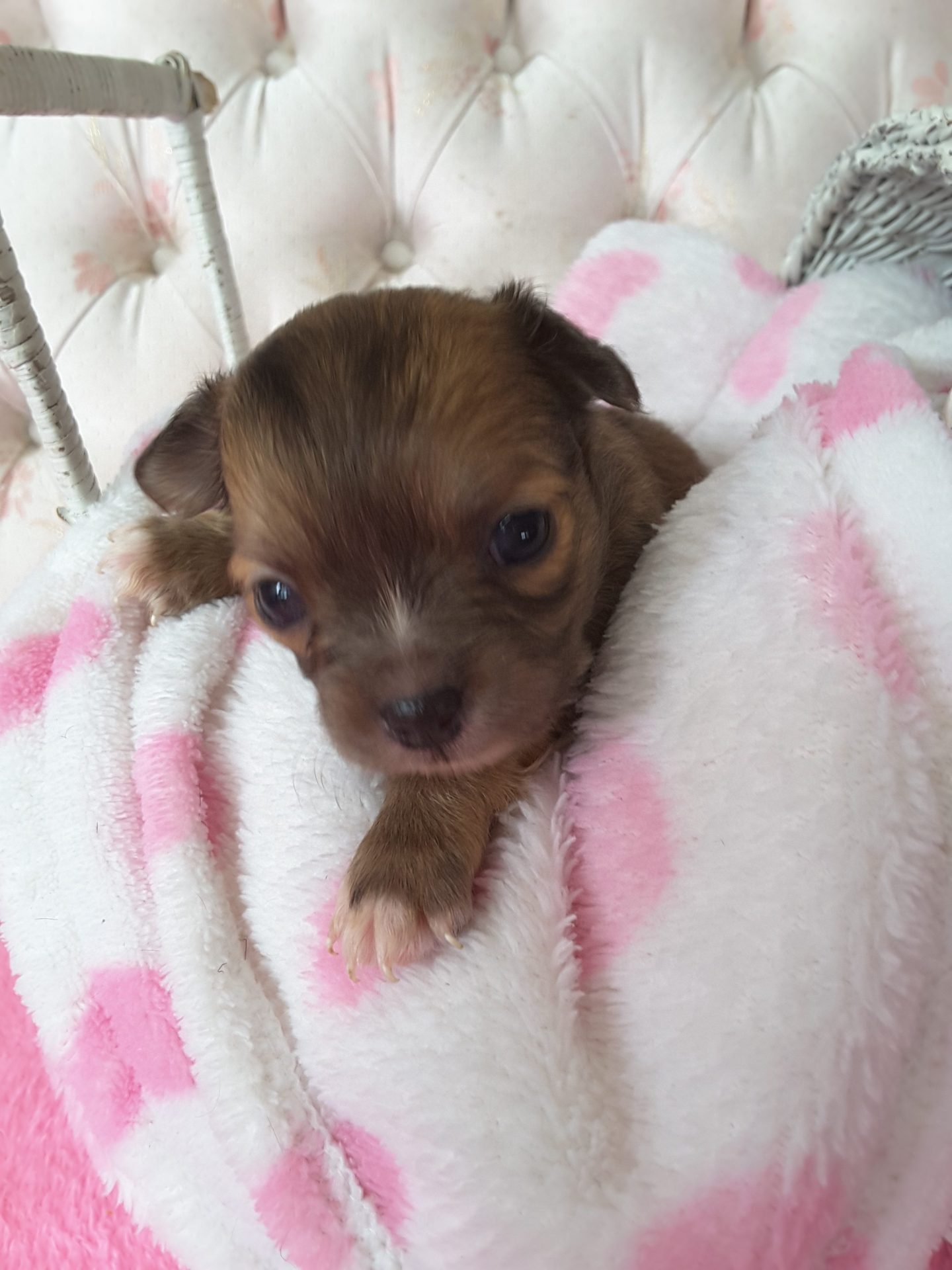 Long Hair Teacup Chihuahua Puppies for Sale in Ottawa, Canada Sunsets