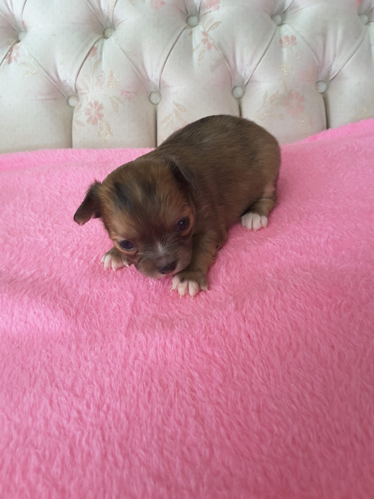 Long Hair Teacup Chihuahua Puppies for Sale in Ottawa, Canada | Sunsets ...