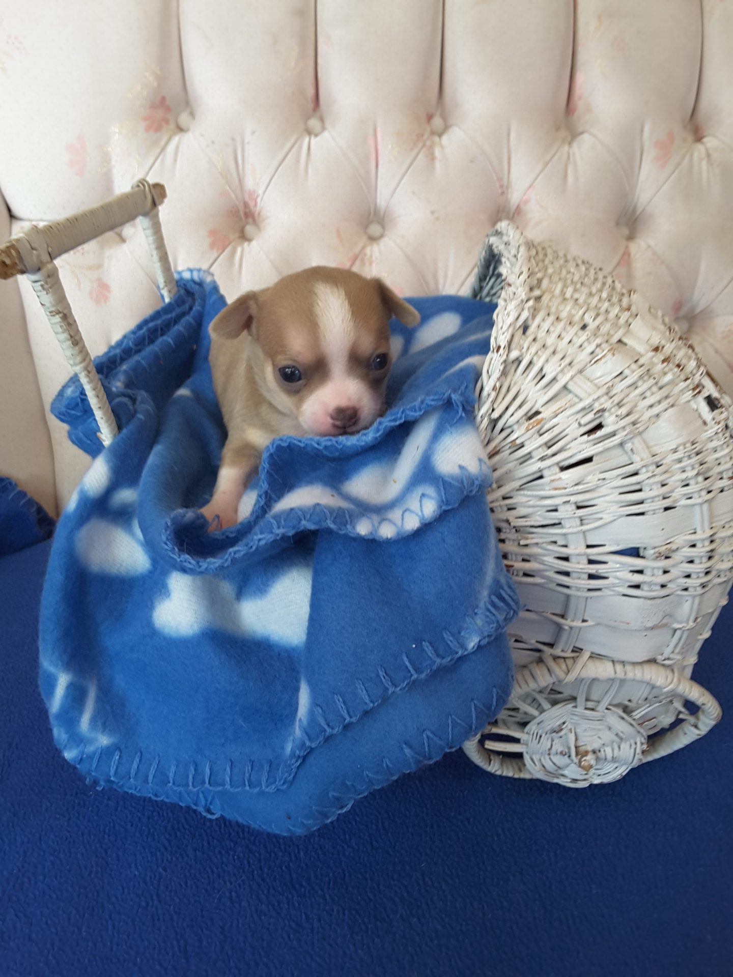 Long Hair Teacup Chihuahua Puppies for Sale in Ottawa