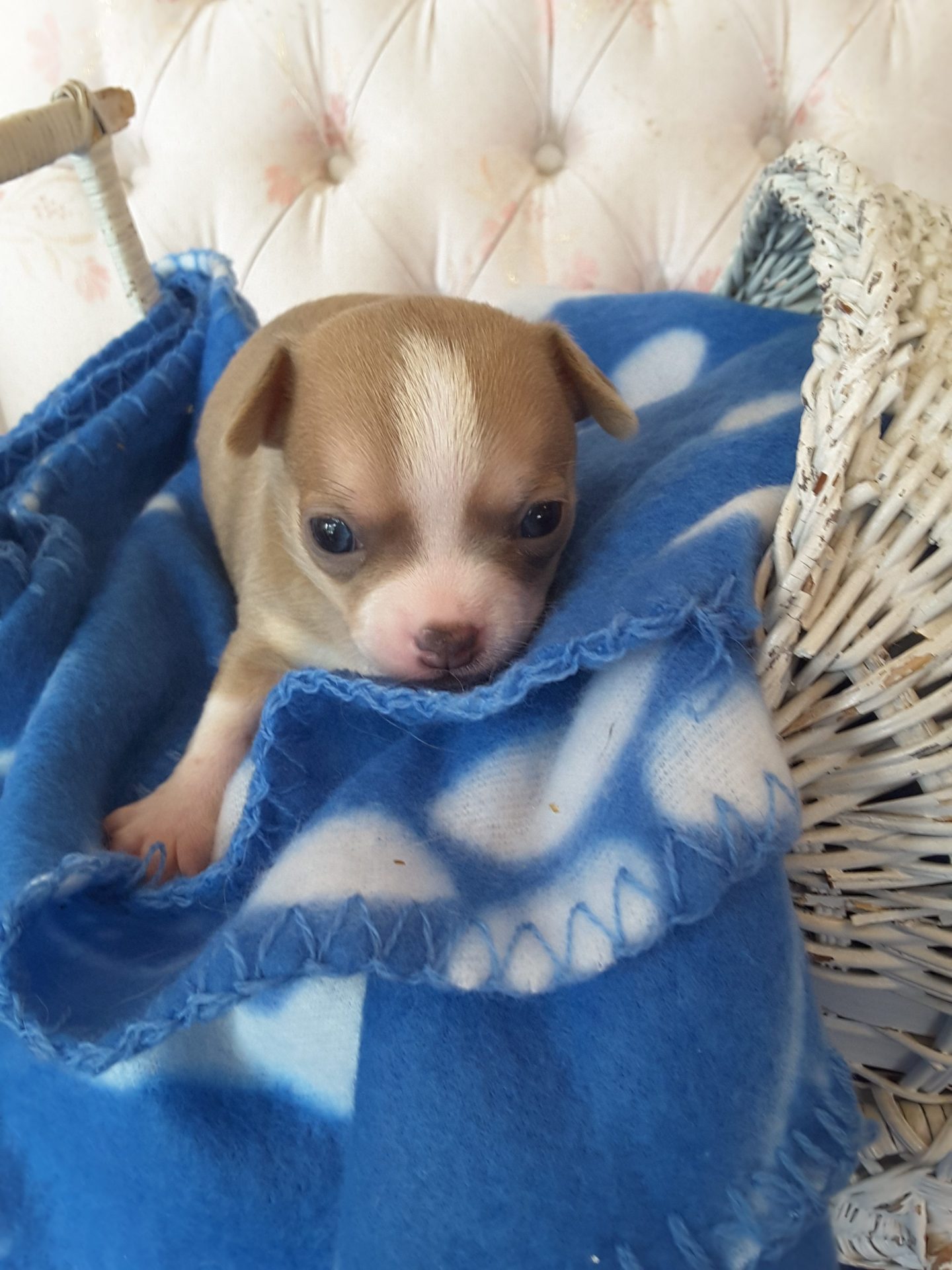Long Hair Teacup Chihuahua Puppies for Sale in Ottawa