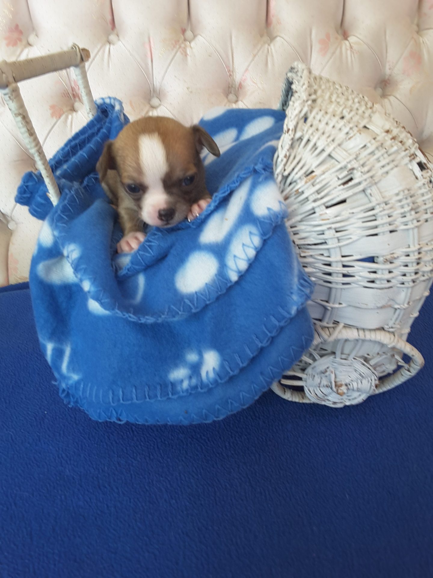Long Hair Teacup Chihuahua Puppies for Sale in Ottawa, Canada Sunsets