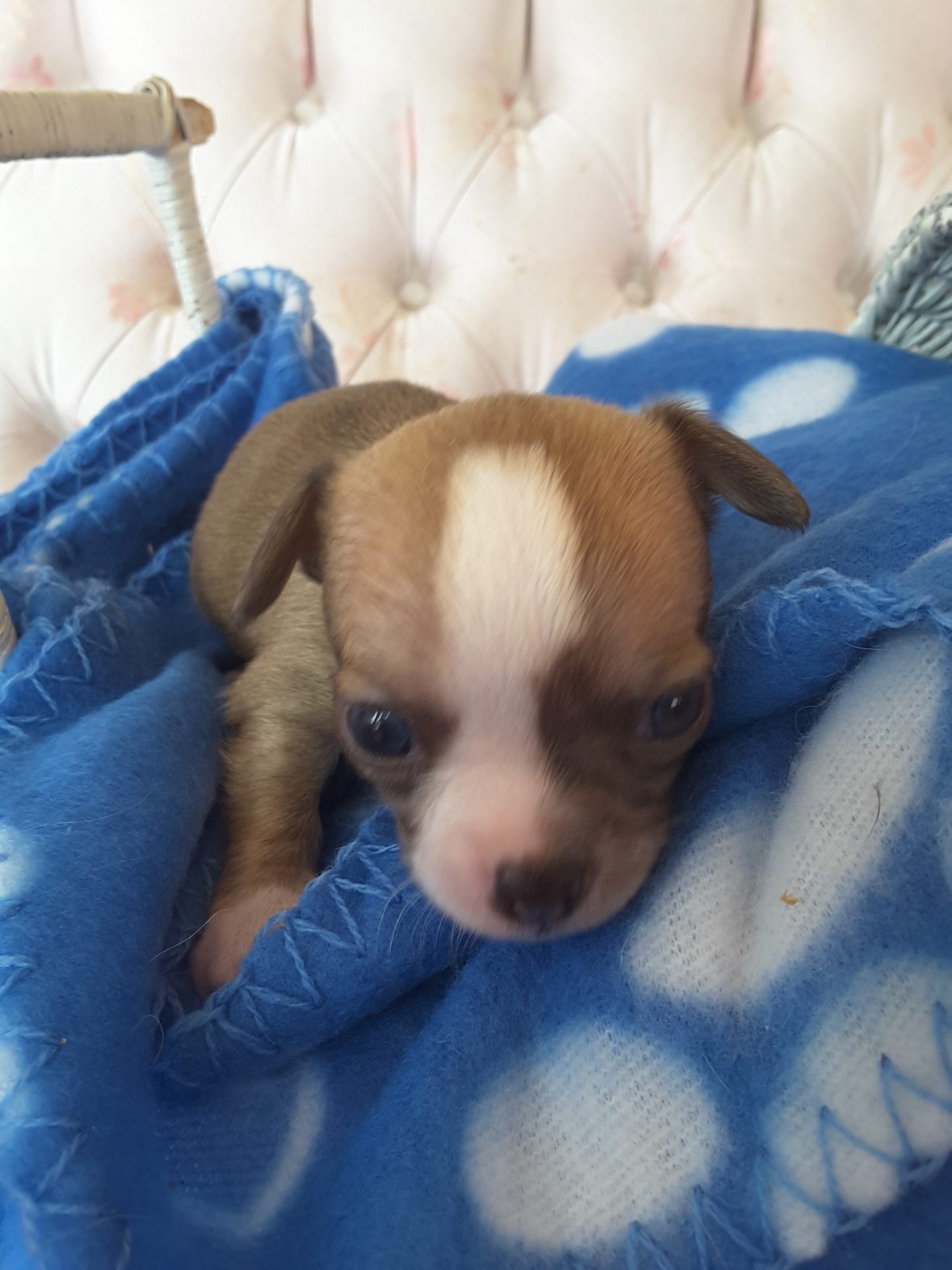 Long Hair Teacup Chihuahua Puppies for Sale in Ottawa