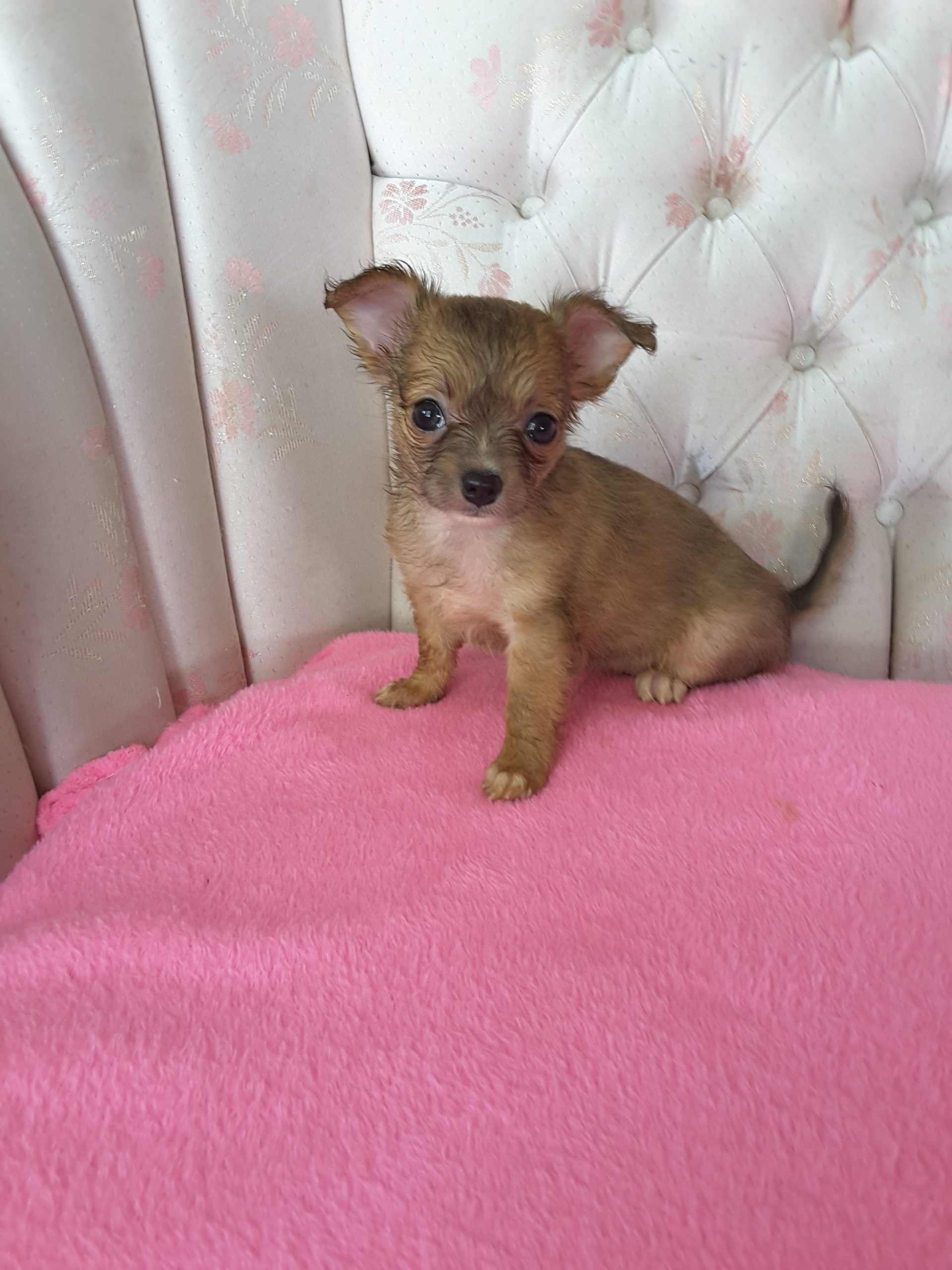 Long Hair Teacup Chihuahua Puppies for Sale in Ottawa