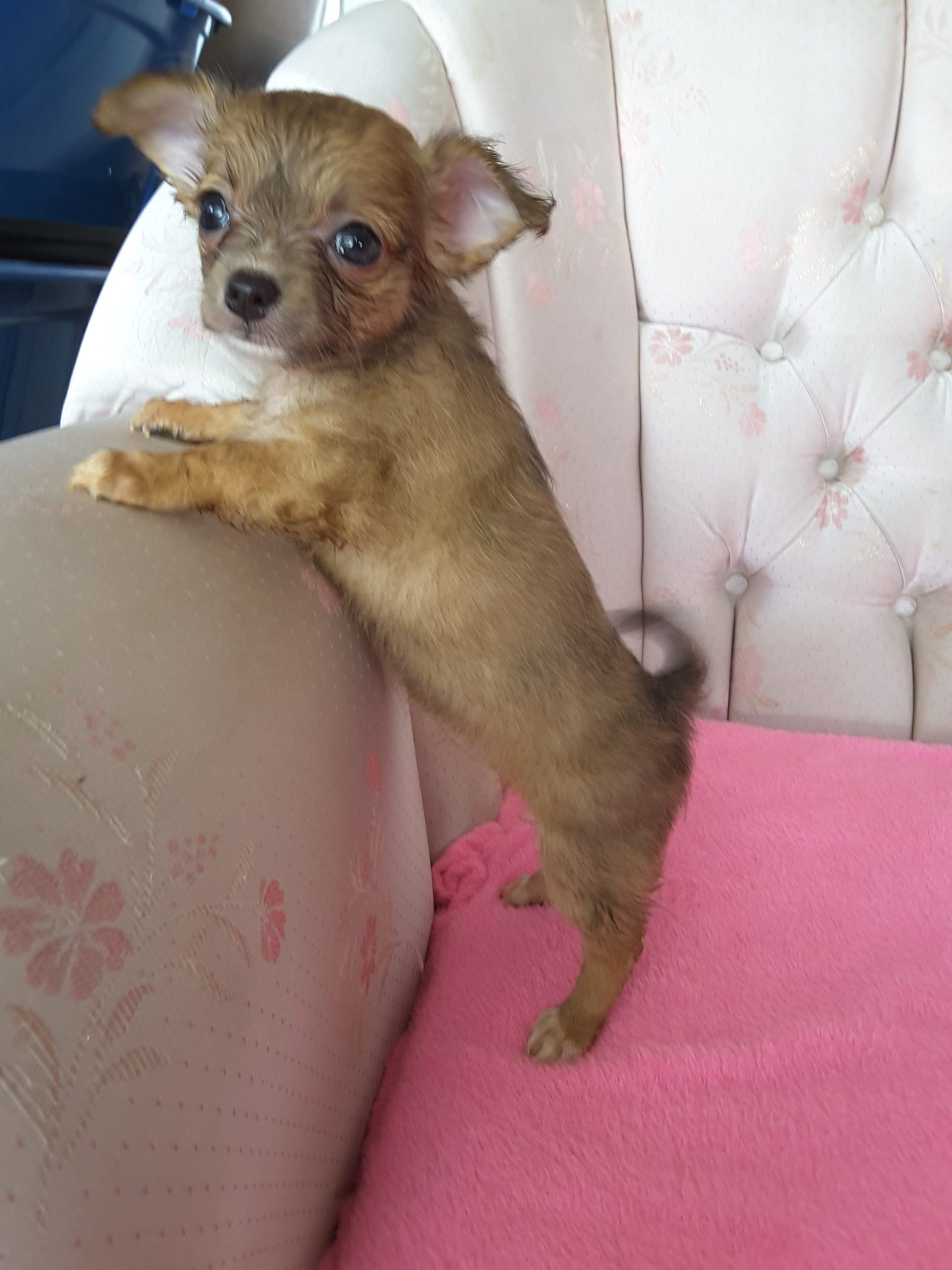 Long Hair Teacup Chihuahua Puppies for Sale in Ottawa