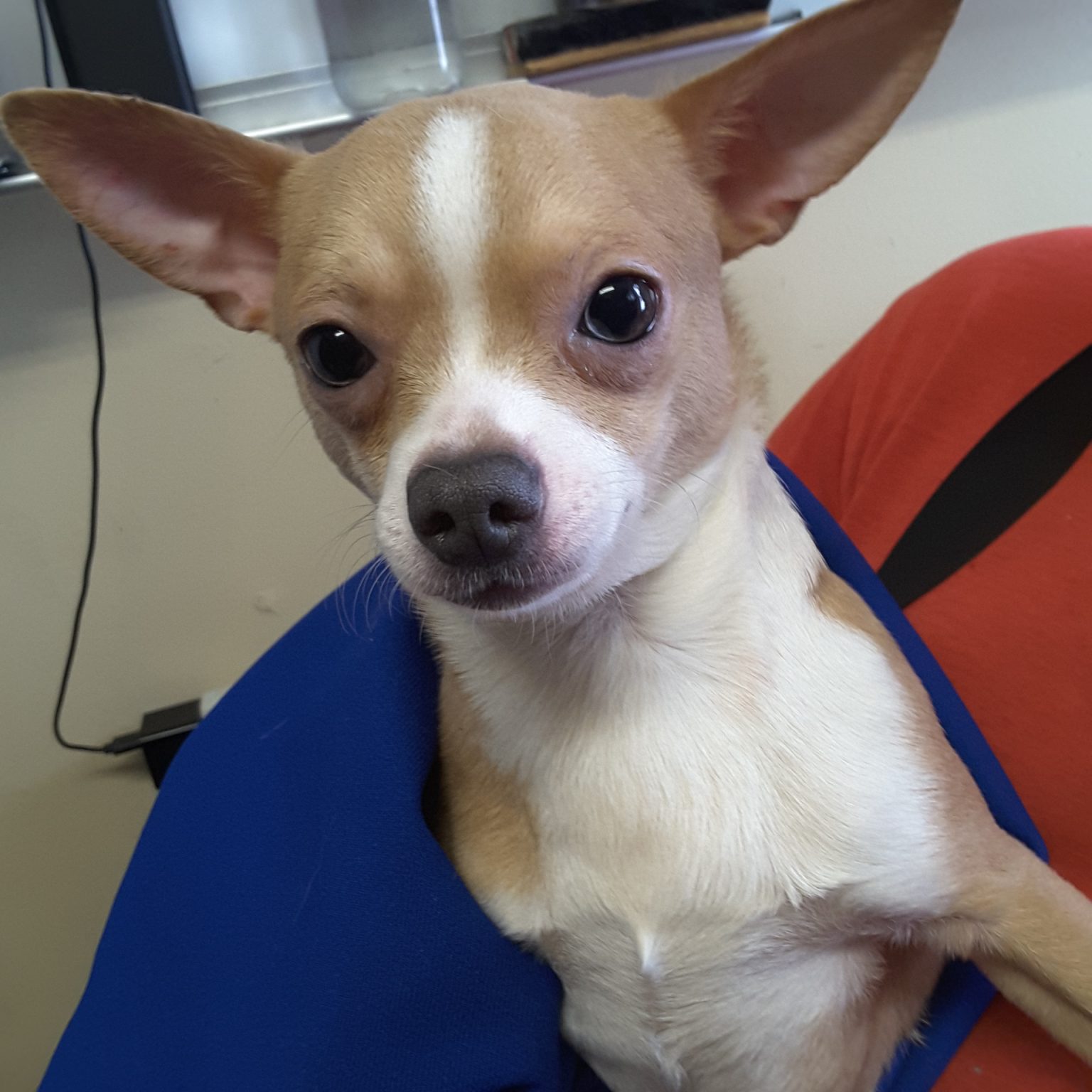 Teacup Chihuahua Puppies For Sale in Ontario, Canada Sunsets Chihuahuas