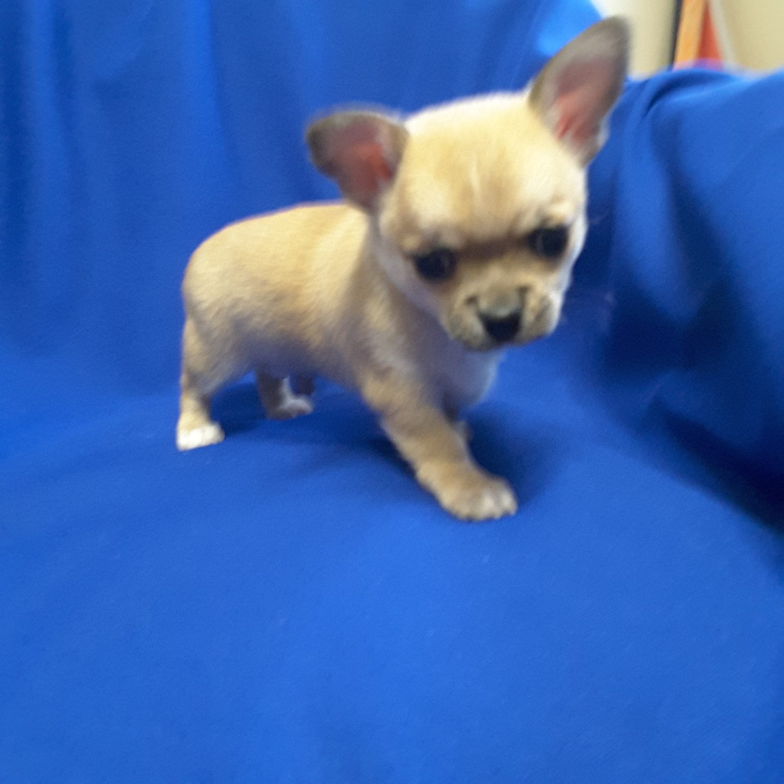 Teacup Chihuahua Puppies For Sale in Ontario, Canada Sunsets Chihuahuas