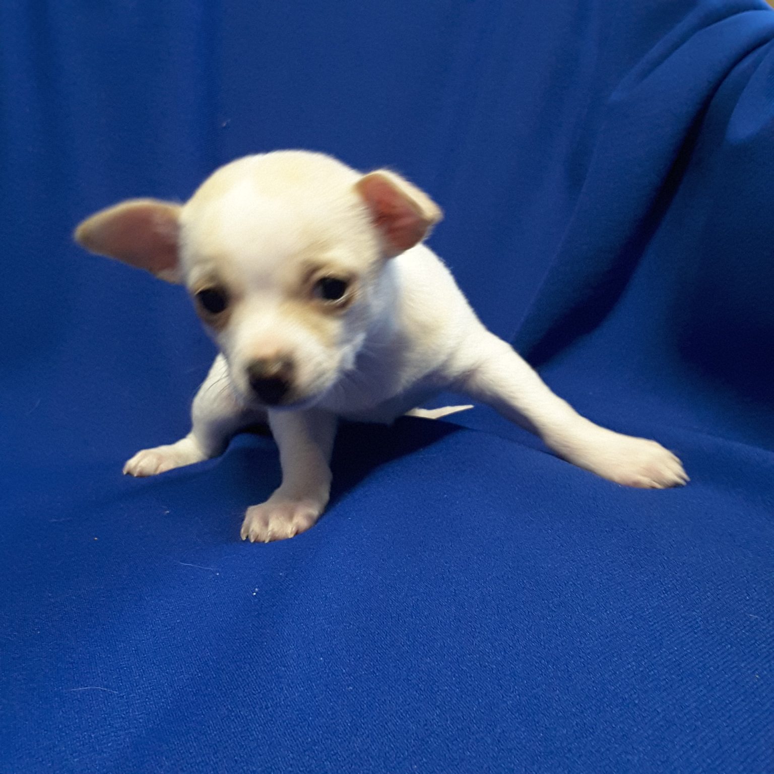 Teacup Chihuahua Puppies For Sale in Ontario, Canada Sunsets Chihuahuas