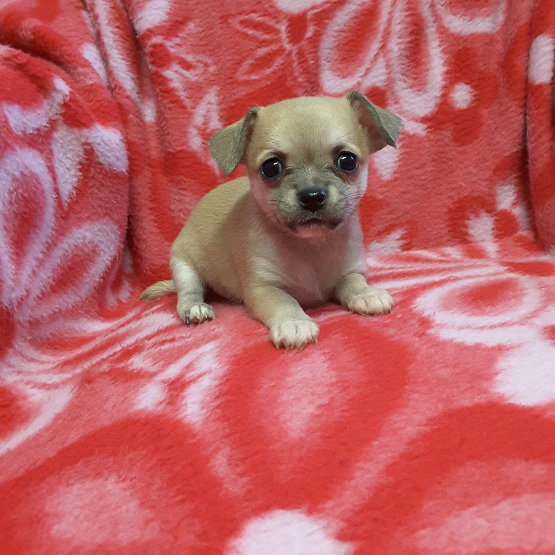 Cute Chihuahua For Sale 61 - 483ucrj