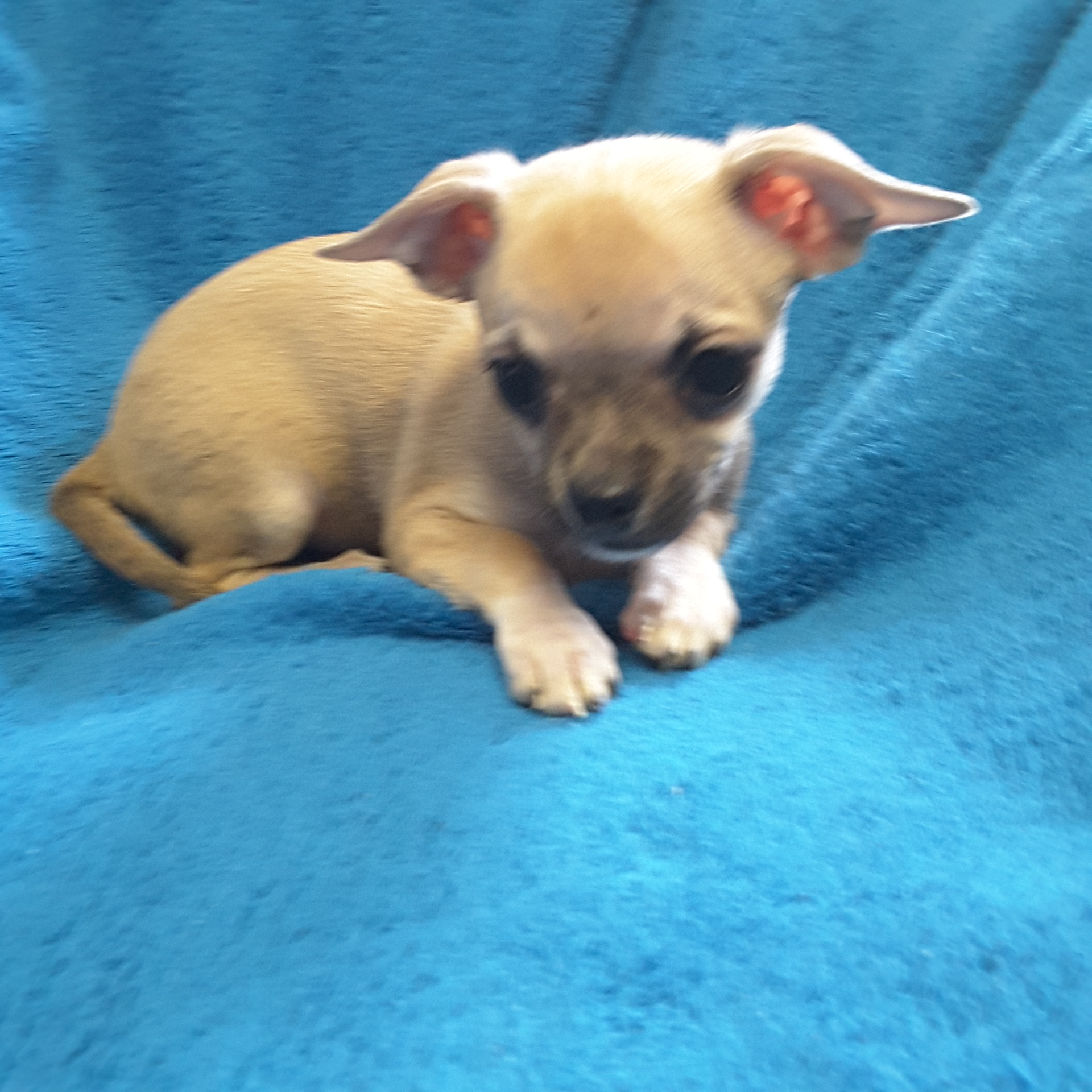 Teacup Chihuahua Puppies For Sale in Ontario, Canada Sunsets Chihuahuas