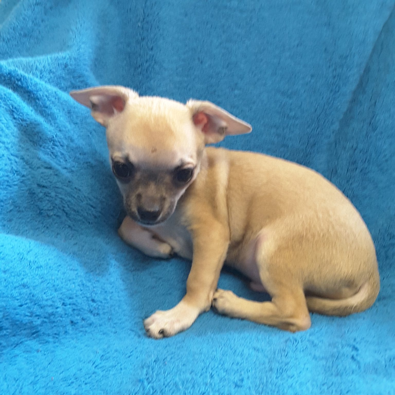 Teacup Chihuahua Puppies For Sale in Ontario, Canada Sunsets Chihuahuas